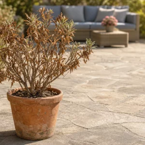 Oleander vertrocknet im Kübel auf sonniger Terrasse nach dem Winter