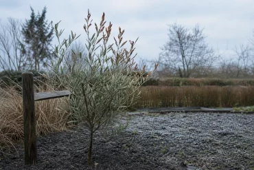 Olivenbaum im Garten mit Frostschäden im Winter