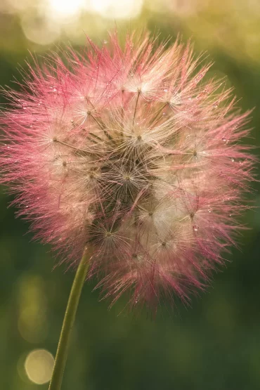 Nahaufnahme einer pastellfarben gefärbten Pusteblume