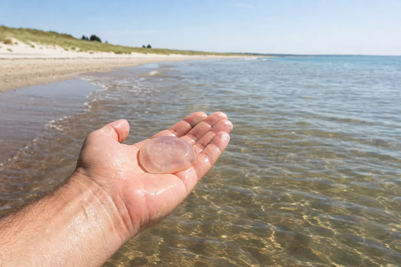 Hand hält durchsichtige Qualle am Ostsee-Strand