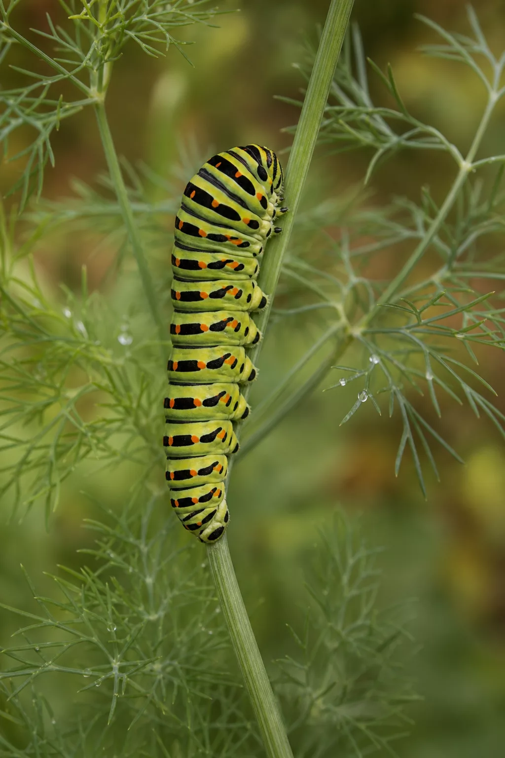Grün-schwarze Schwalbenschwanz-Raupe mit orangen Punkten auf Doldenblütler