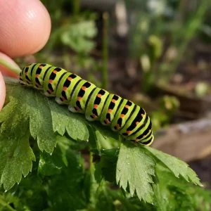 Raupen bestimmen: bunte Raupe auf Gartenblatt in Nahaufnahme