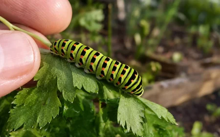 Raupen bestimmen: bunte Raupe auf Gartenblatt in Nahaufnahme