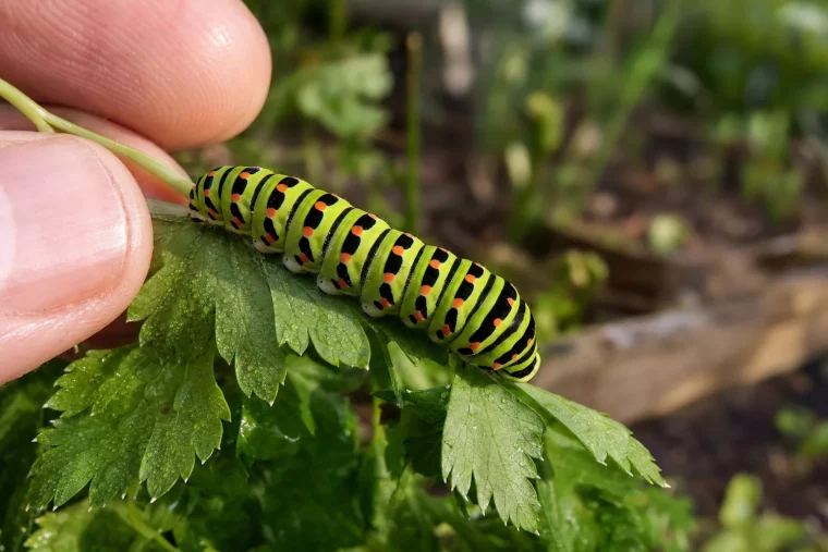 Raupen bestimmen: bunte Raupe auf Gartenblatt in Nahaufnahme