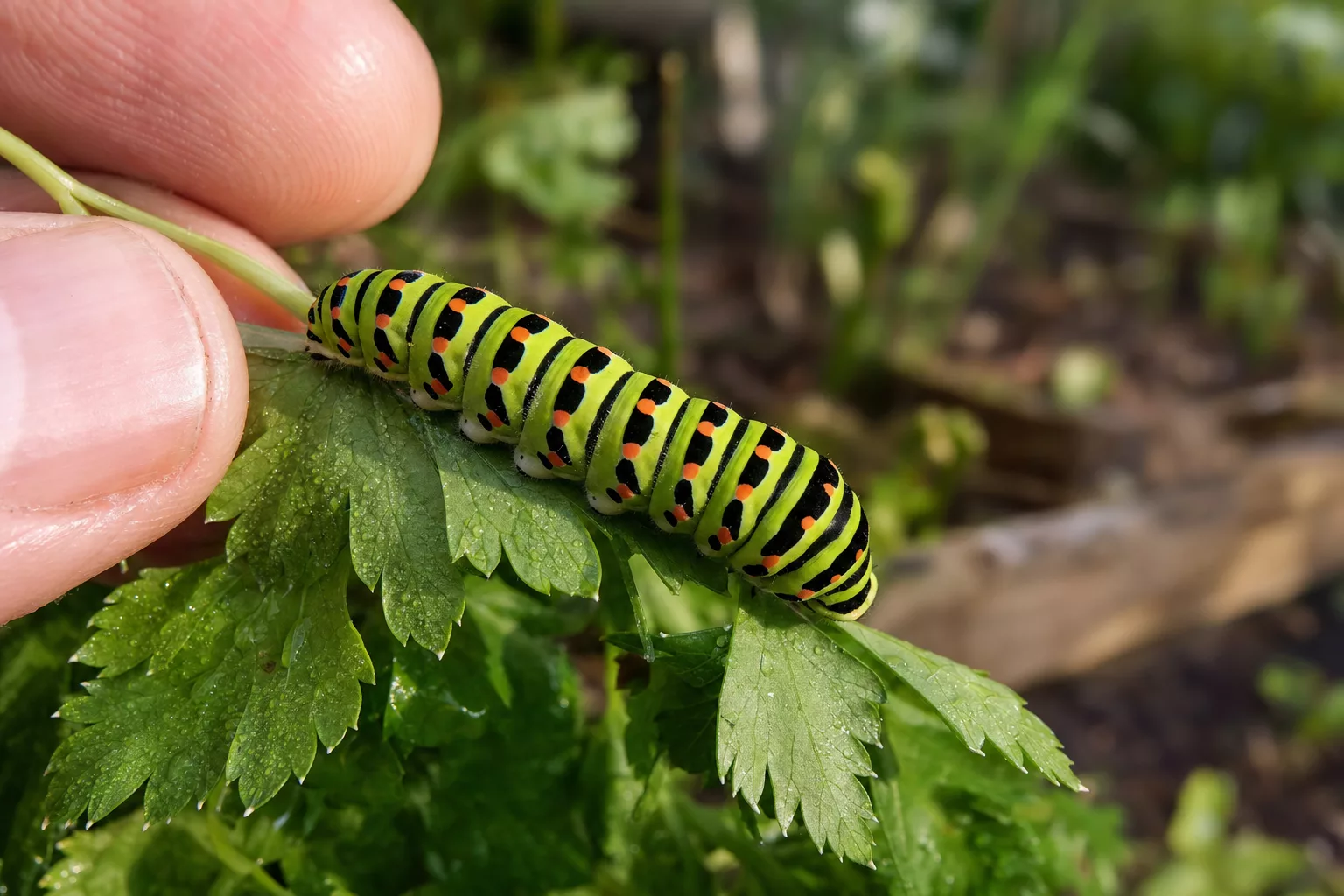 Raupen bestimmen: bunte Raupe auf Gartenblatt in Nahaufnahme
