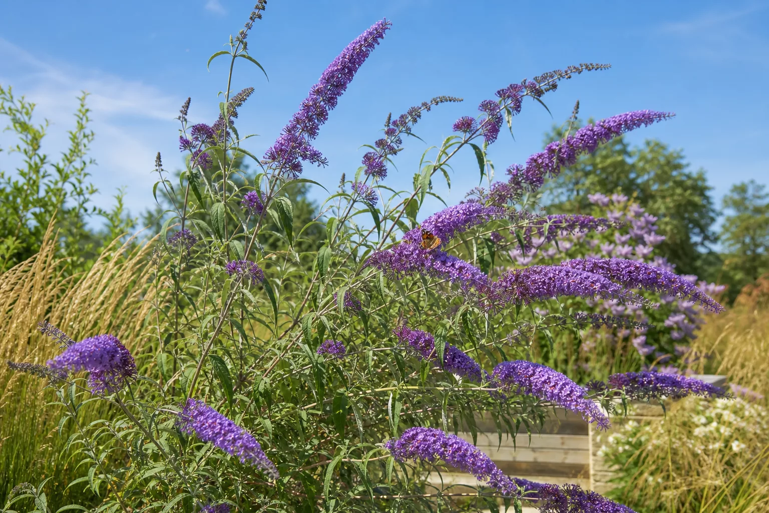 Sommerflieder (Buddleja) mit langen Blütenrispen in voller Sonne