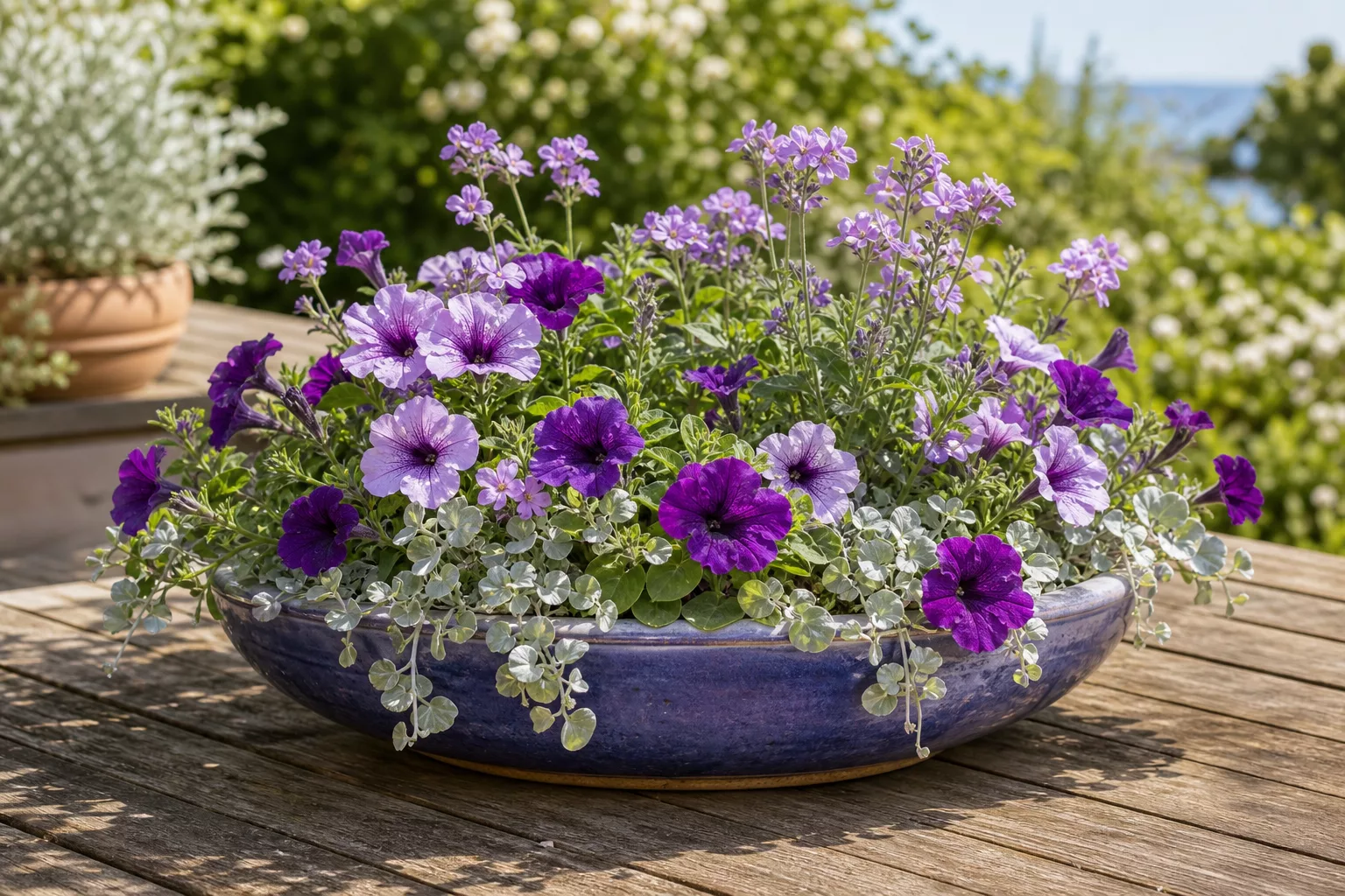 Flache Sommerschale mit Petunien in Lila-Silber-Farbkonzept auf der Terrasse