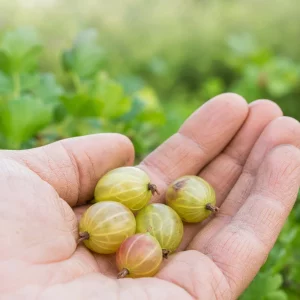 Stachelbeeren fallen ab: unreife Früchte liegen in einer Hand