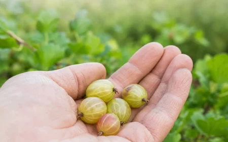 Stachelbeeren fallen ab: unreife Früchte liegen in einer Hand