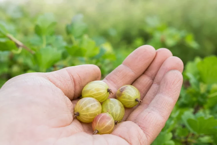 Stachelbeeren fallen ab: unreife Früchte liegen in einer Hand