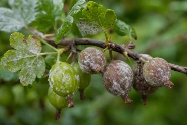 Stachelbeeren mit grauweißem Mehltau-Belag, der braun wird