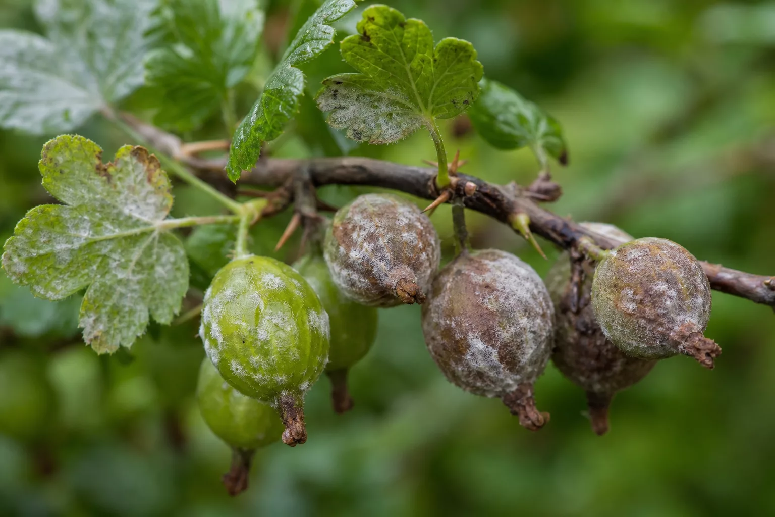 Stachelbeeren mit grauweißem Mehltau-Belag, der braun wird