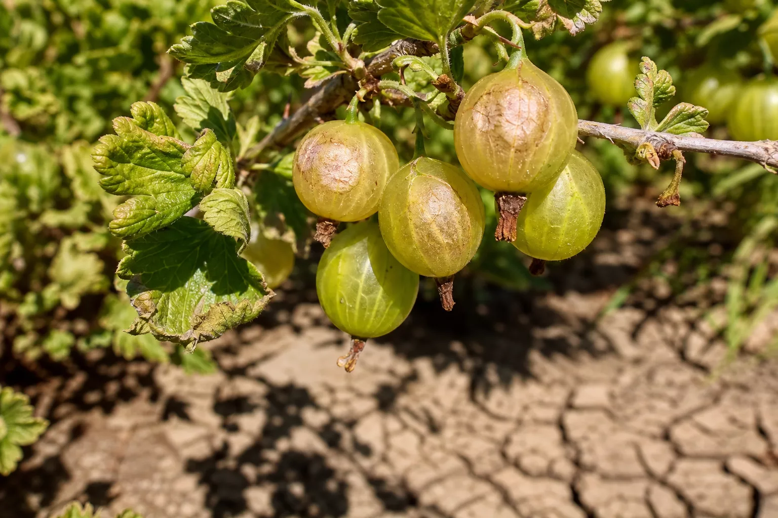 Sonnenverbrannte Stachelbeeren mit hellen Flecken in praller Mittagssonne