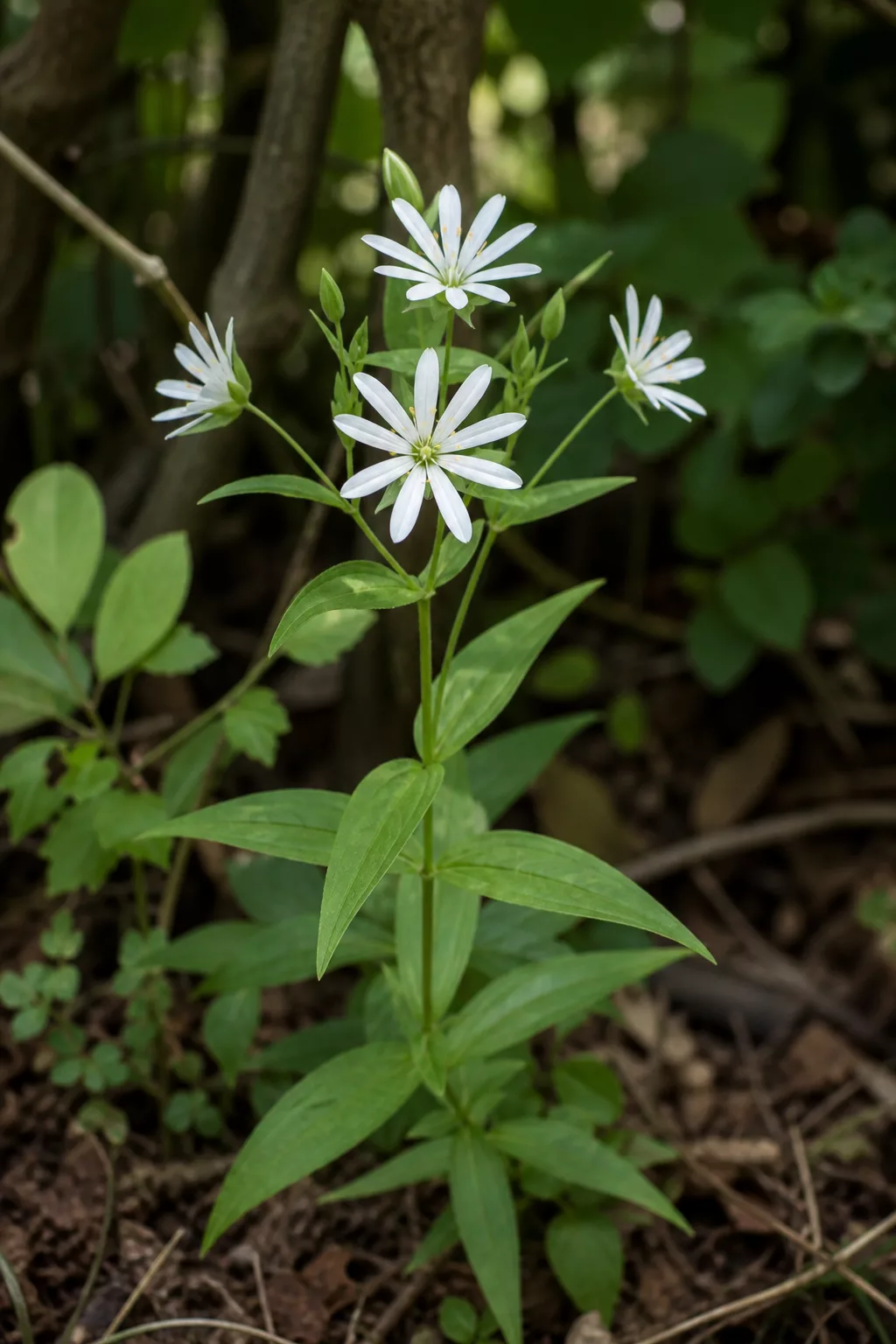 Sternmiere mit größeren weißen Blüten als harmloser Doppelgänger