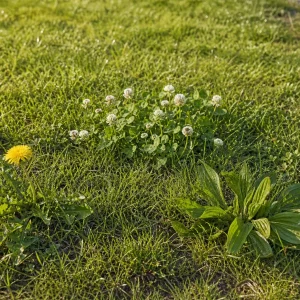 Unkraut-Arten im Rasen zwischen Gräsern erkennen und bestimmen