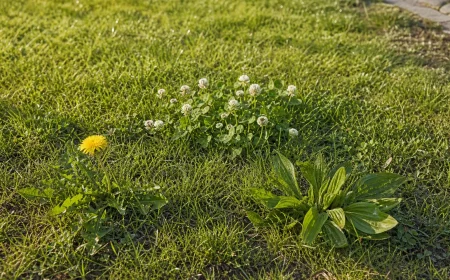 Unkraut-Arten im Rasen zwischen Gräsern erkennen und bestimmen