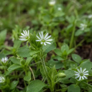 Vogelmiere erkennen an den winzigen weißen Sternblüten im Rasen