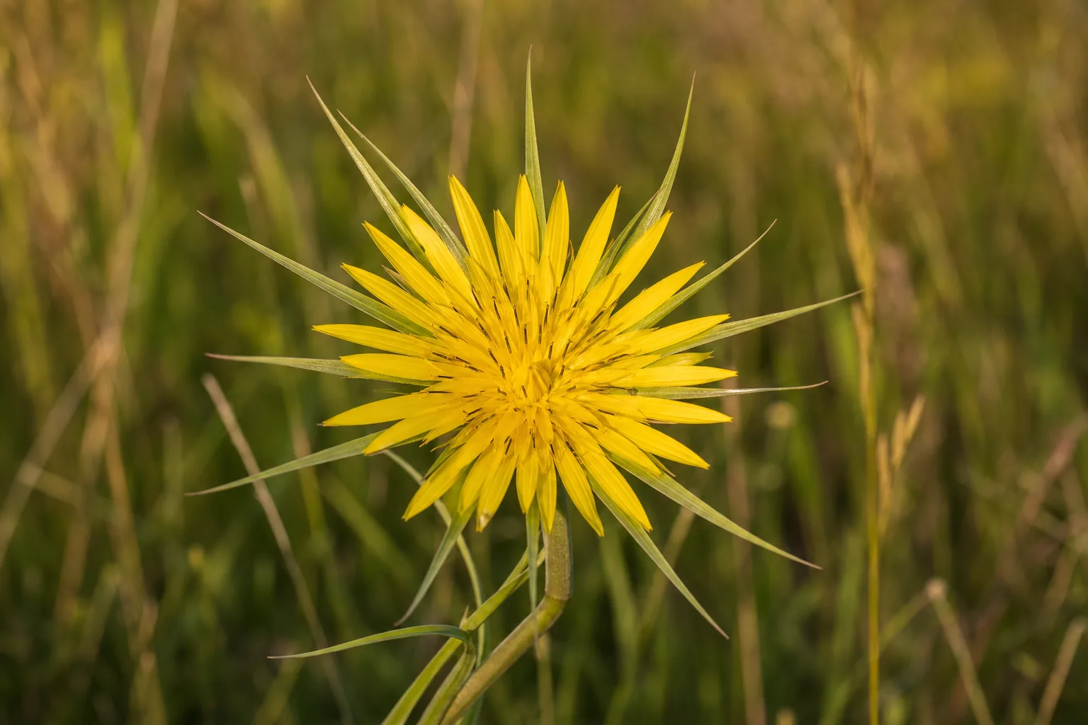 Wiesenbocksbart mit großer sternförmiger gelber Blüte im Gras