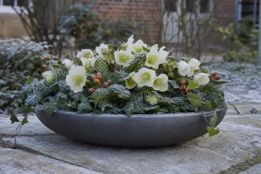 Winterharte Schale mit Christrosen, Tannengrün und Efeu im Raureif