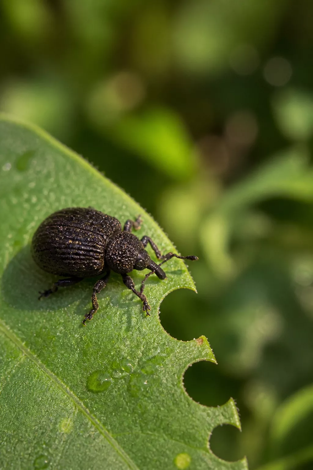 Dickmaulrüssler-Käfer mit halbmondförmigen Fraßspuren am Blattrand