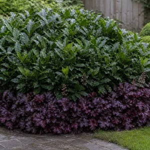 Kirschlorbeer unterpflanzt mit blühendem Purpurglöckchen-Beet im Garten