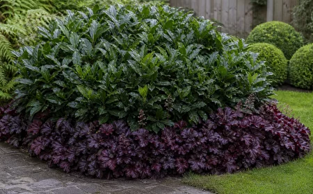 Kirschlorbeer unterpflanzt mit blühendem Purpurglöckchen-Beet im Garten