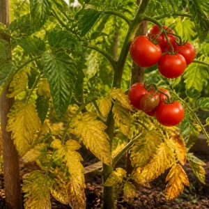 Tomatenpflanze mit gelben unteren Blättern und reifenden roten Früchten